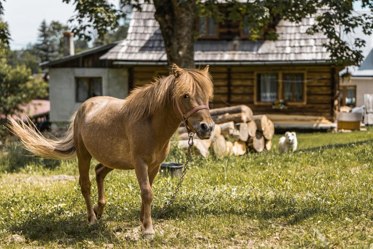 Bed and Breakfast Dw Maria 2 Закопане Экстерьер фото